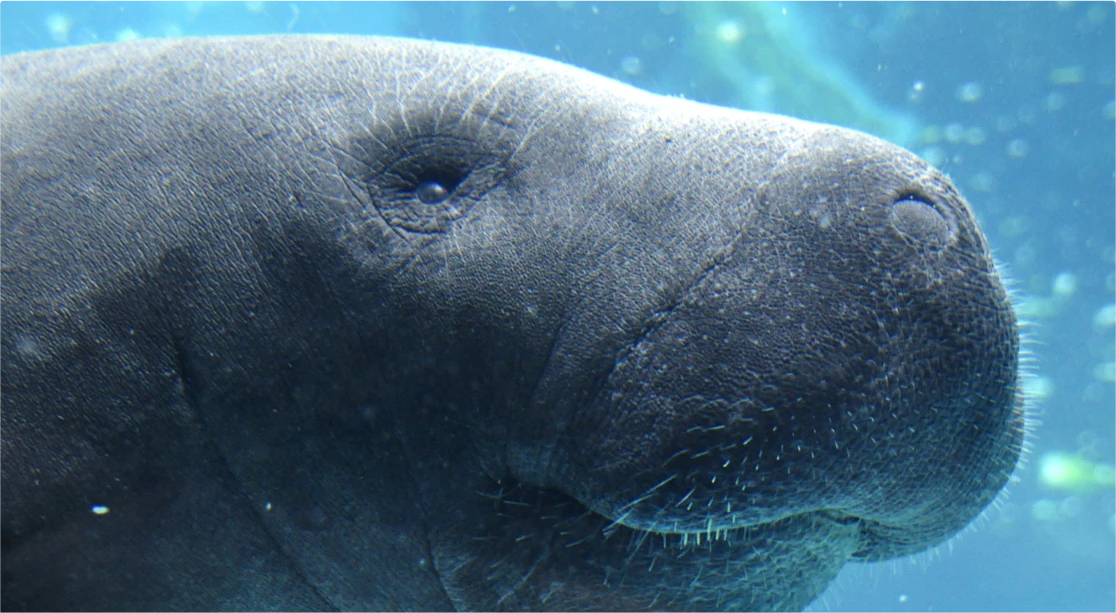 platzhalter_manatee_gross